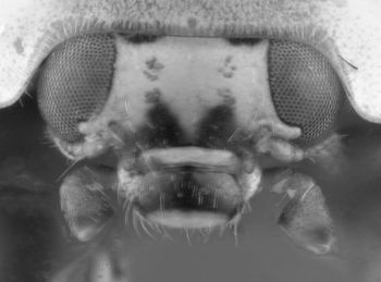 Media type: image;   Entomology 602362 Aspect: head 3D